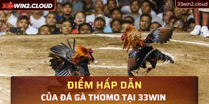 Điểm hấp dẫn của đá gà Thomo tại 33Win 