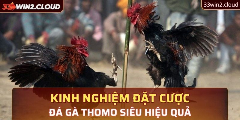 Kinh nghiệm đặt cược đá gà Thomo siêu hiệu quả