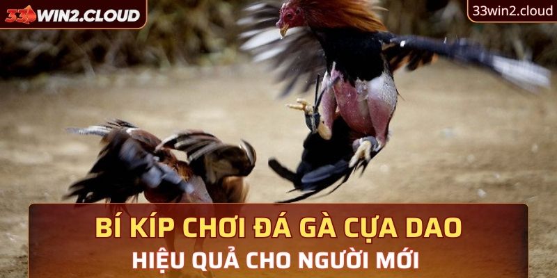 Bí kíp chơi đá gà cựa dao hiệu quả cho người mới 