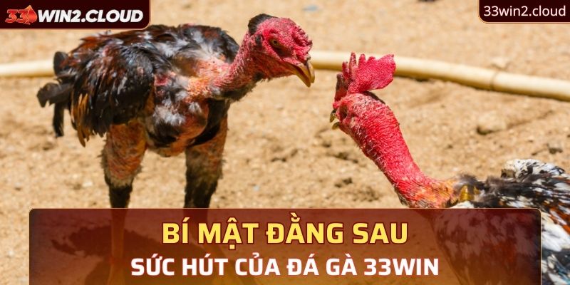 Bí mật đằng sau sức hút của đá gà 33Win 