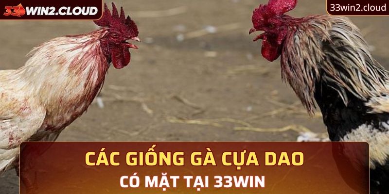 Các giống gà cựa dao có mặt tại 33Win